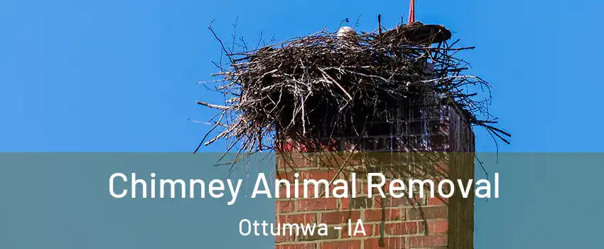 Chimney Animal Removal Ottumwa - IA