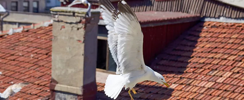 Residential Chimney Animal Removal Solution in Ottumwa, IA