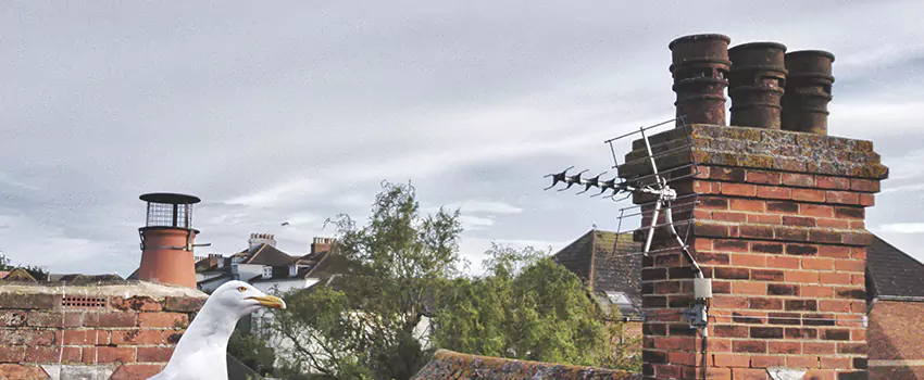 Chimney Cleaning And Restoration in Ottumwa, Iowa
